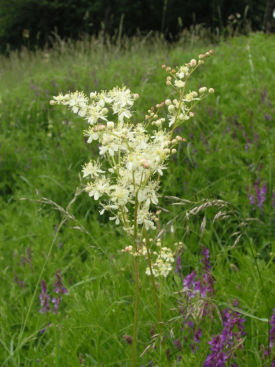 Filipendula vulgaris, Dropwort